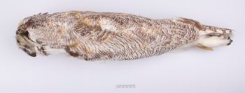 Media type: image;   Ornithology 220020